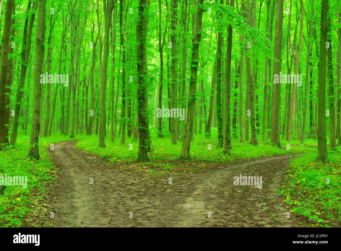 a path is in the green forest Stock Photo - Alamy