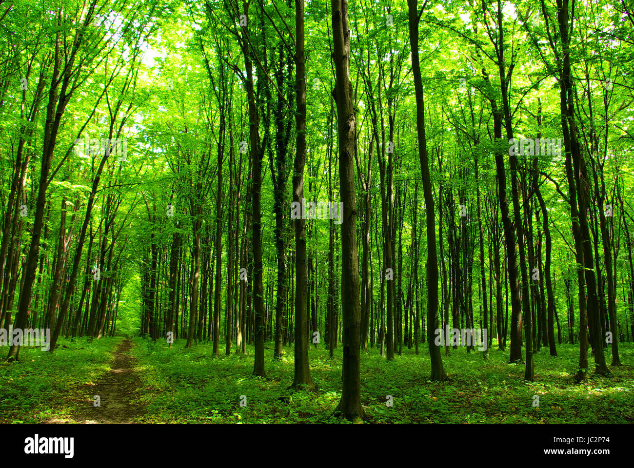 a path is in the green forest Stock Photo - Alamy