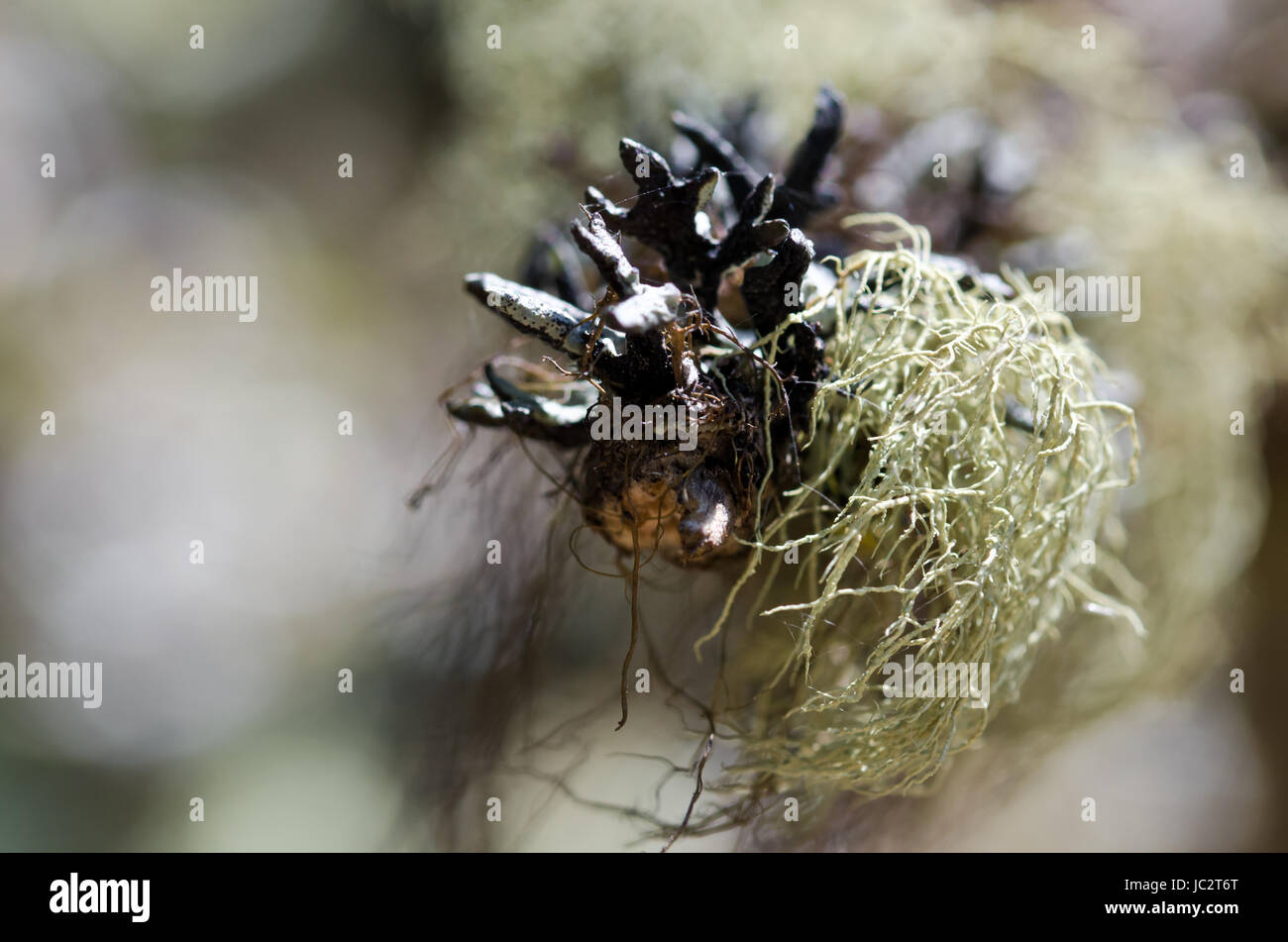 Nature’s Abstract Ragged Green Moss Snagged on Tip of Dead Branch