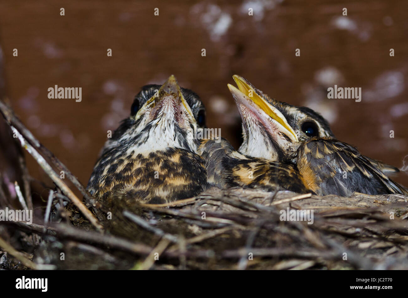 Young Robins in the Nest Stock Photo Alamy