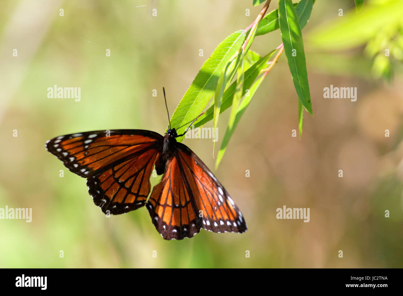 Schmetterling amerika hi-res stock photography and images - Alamy