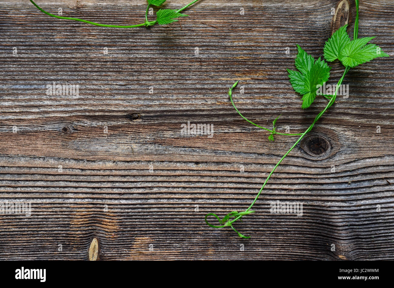 Hopfen Blatt Holz Hintergrund Stock Photo