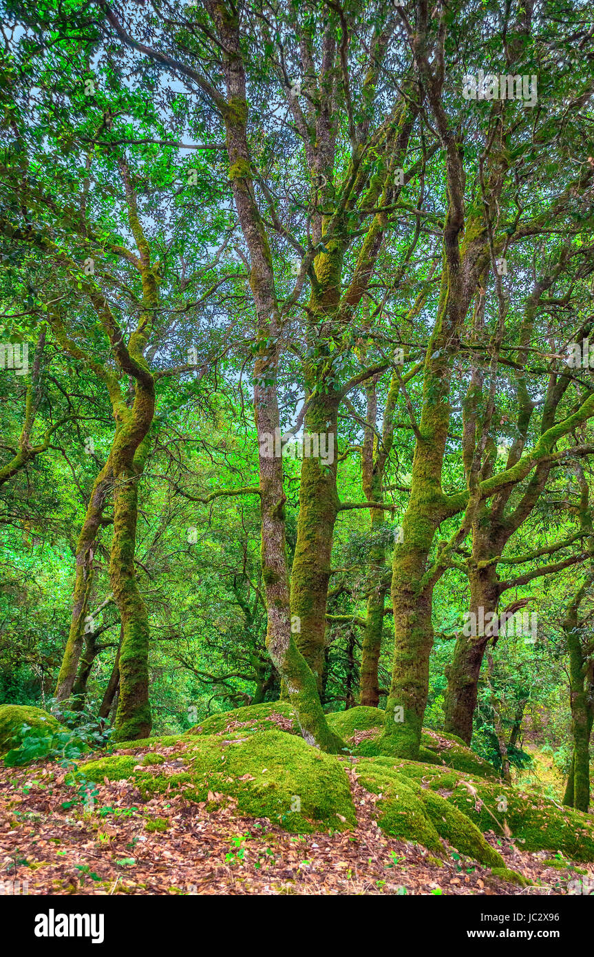 Beautiful tree in a forest in the spring with a lens flare Stock Photo