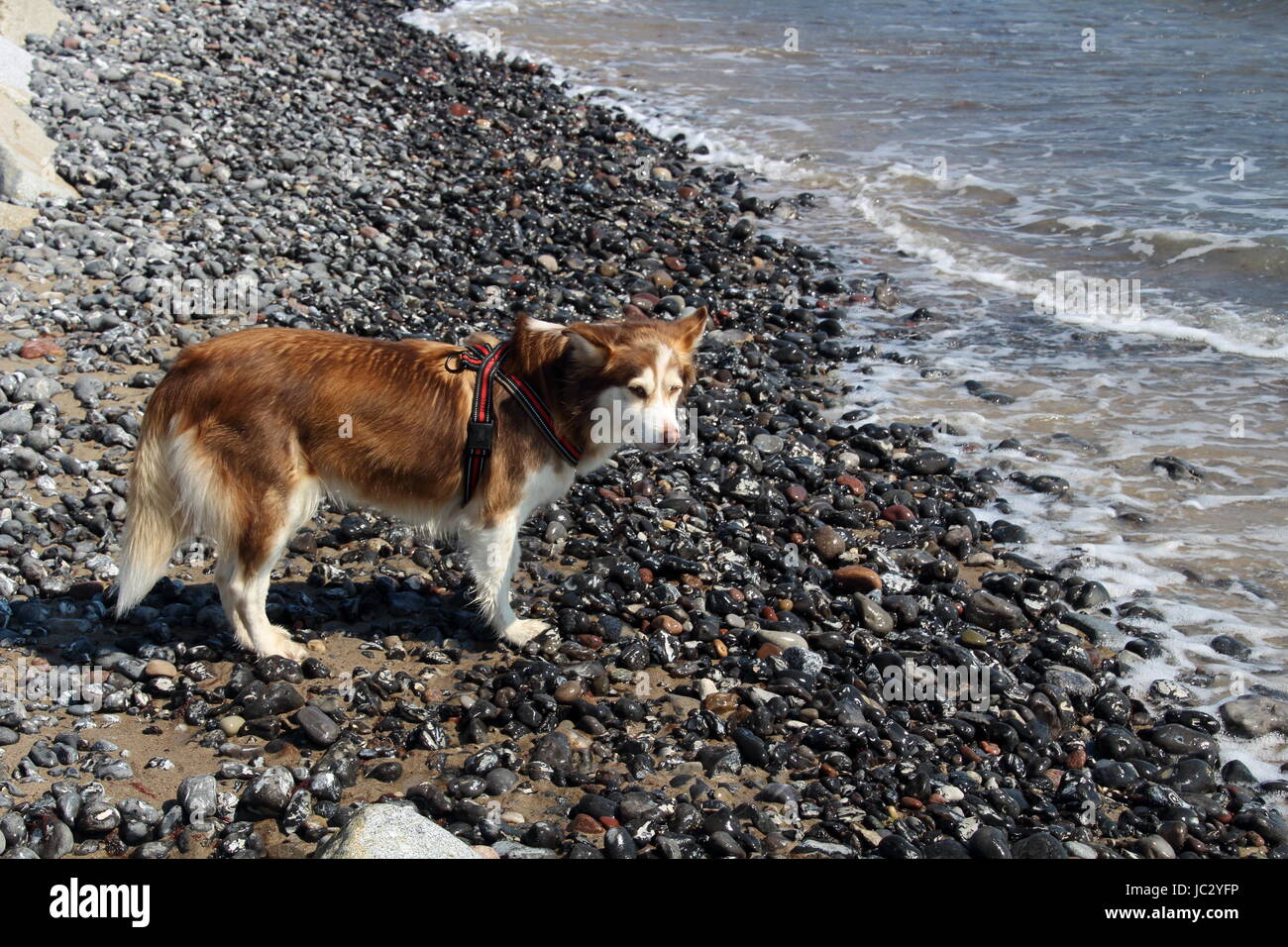 ocean dog Stock Photo