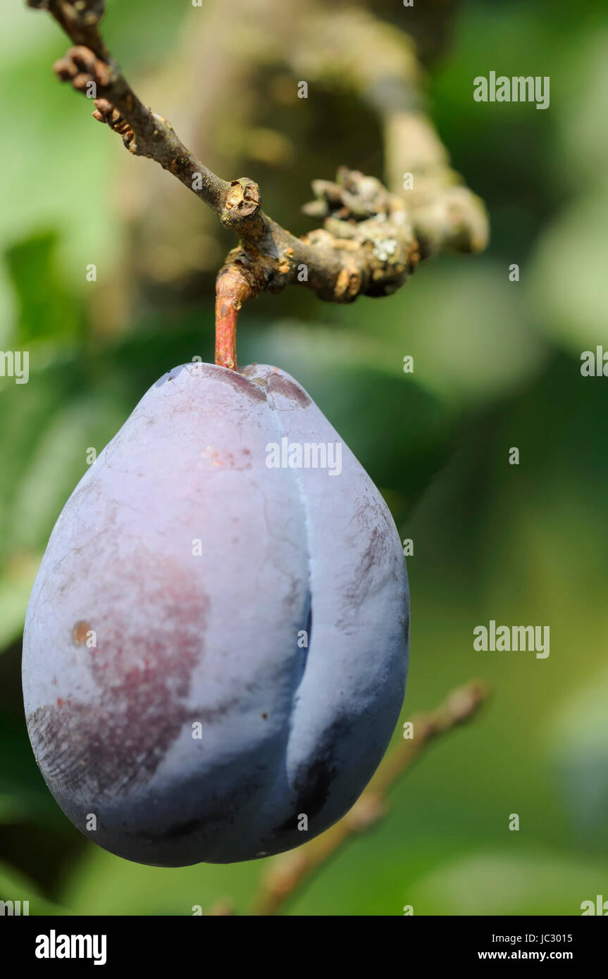 Ungespritzt hires stock photography and images Alamy