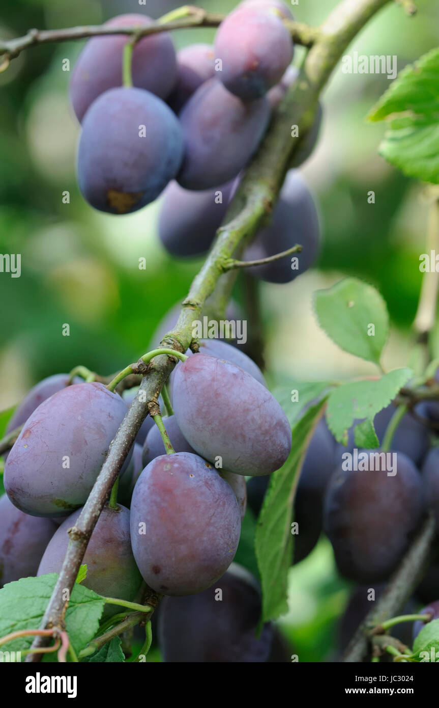 Ungespritzt hires stock photography and images Alamy