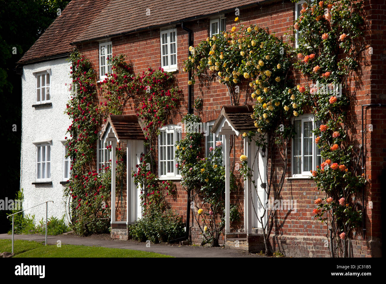 Roses growing ob=ver pretty village cottage fronts in East Hendred,Oxfordshire,England Stock Photo