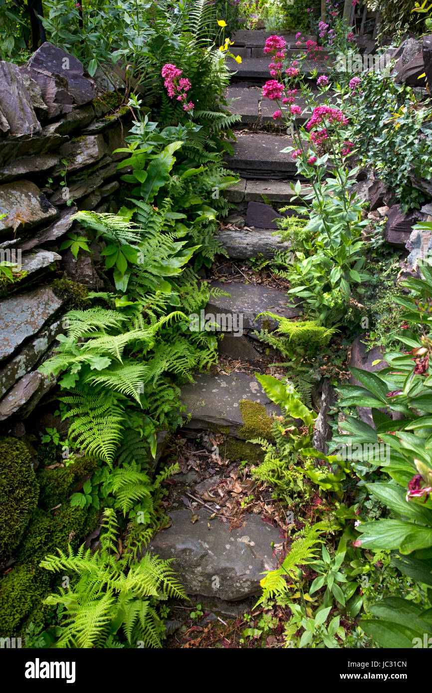 slate steps up path in english garden Stock Photo