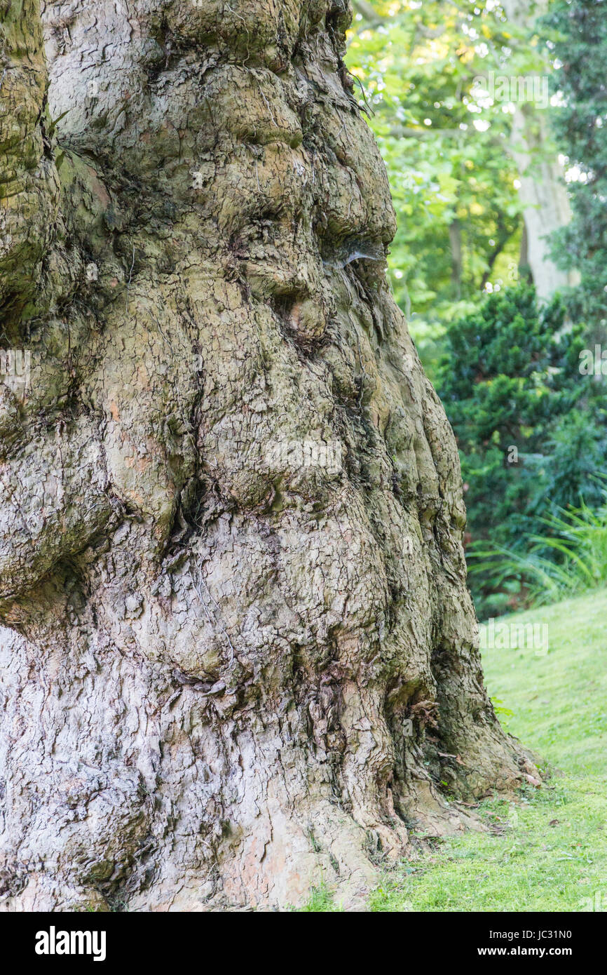 Markanter Baum im Park mit unebener Oberfläche Stock Photo