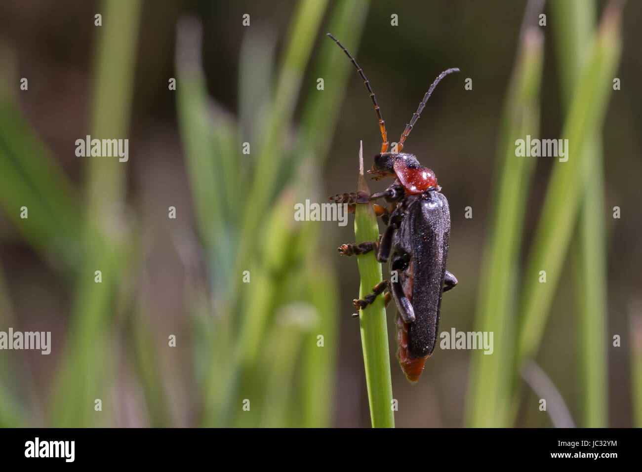 Macro of beetle on top of a blade of grass Stock Photo - Alamy