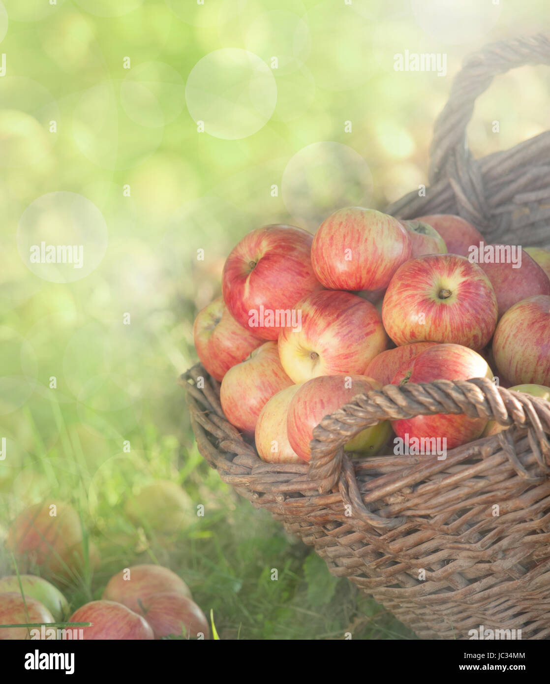 Biologische, sonnengereifte Äpfel im Weidenkorb Stock Photo