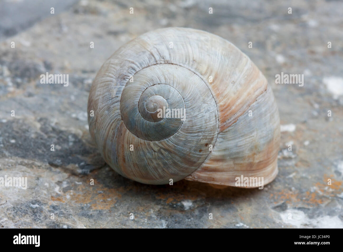 Schneckengehäuse Stock Photo