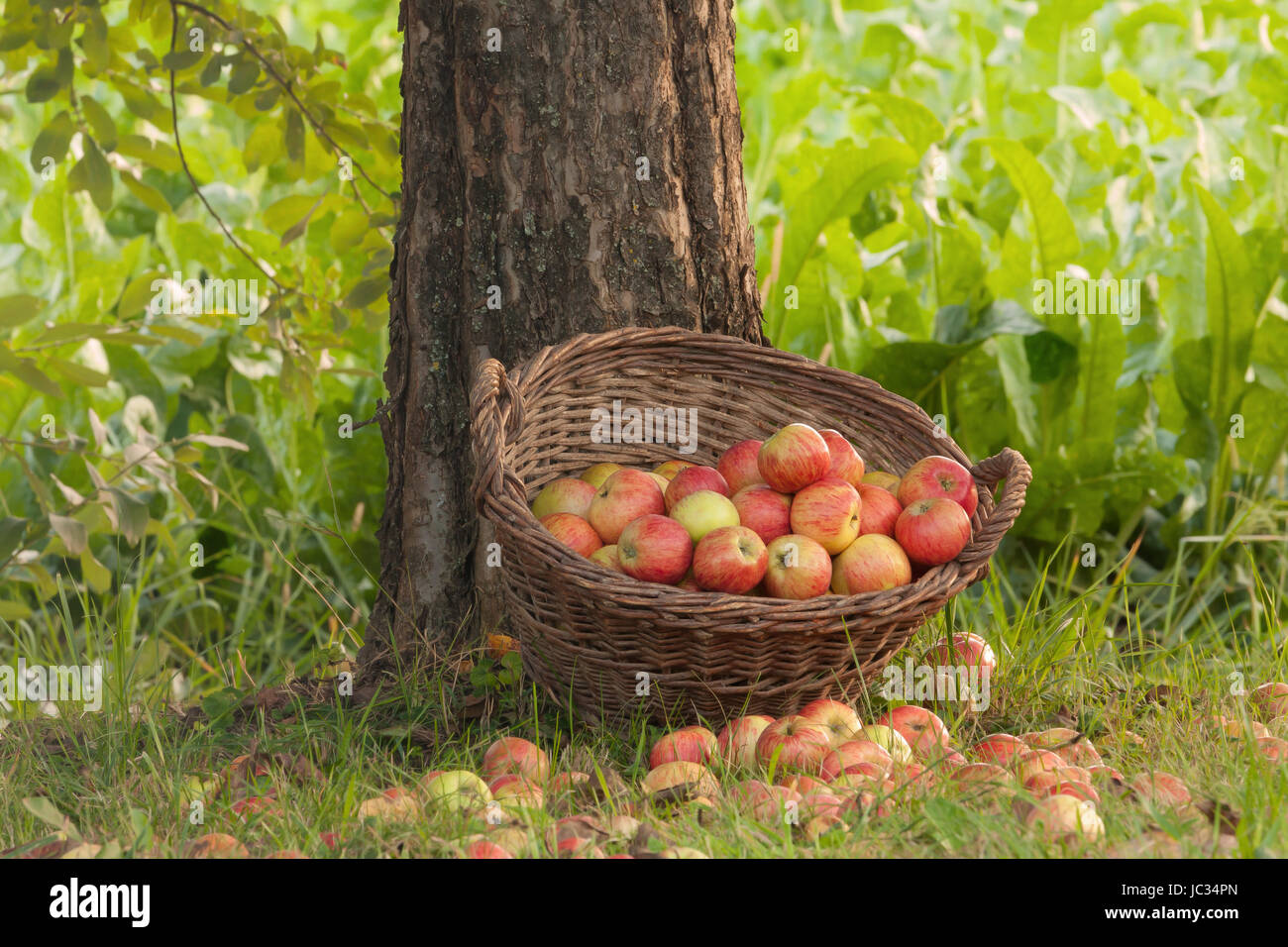 Äpfel im Weidenkorb Stock Photo