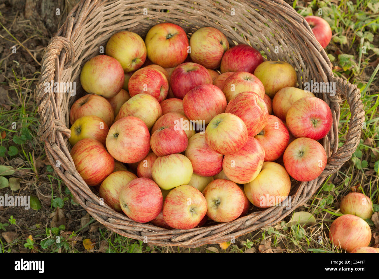 Sonnengereifte Äpfel im Korb Stock Photo