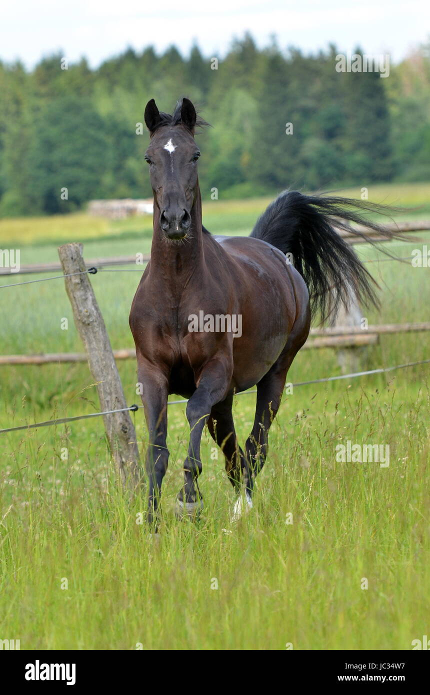 Horse runs hi-res stock photography and images - Page 14 - Alamy