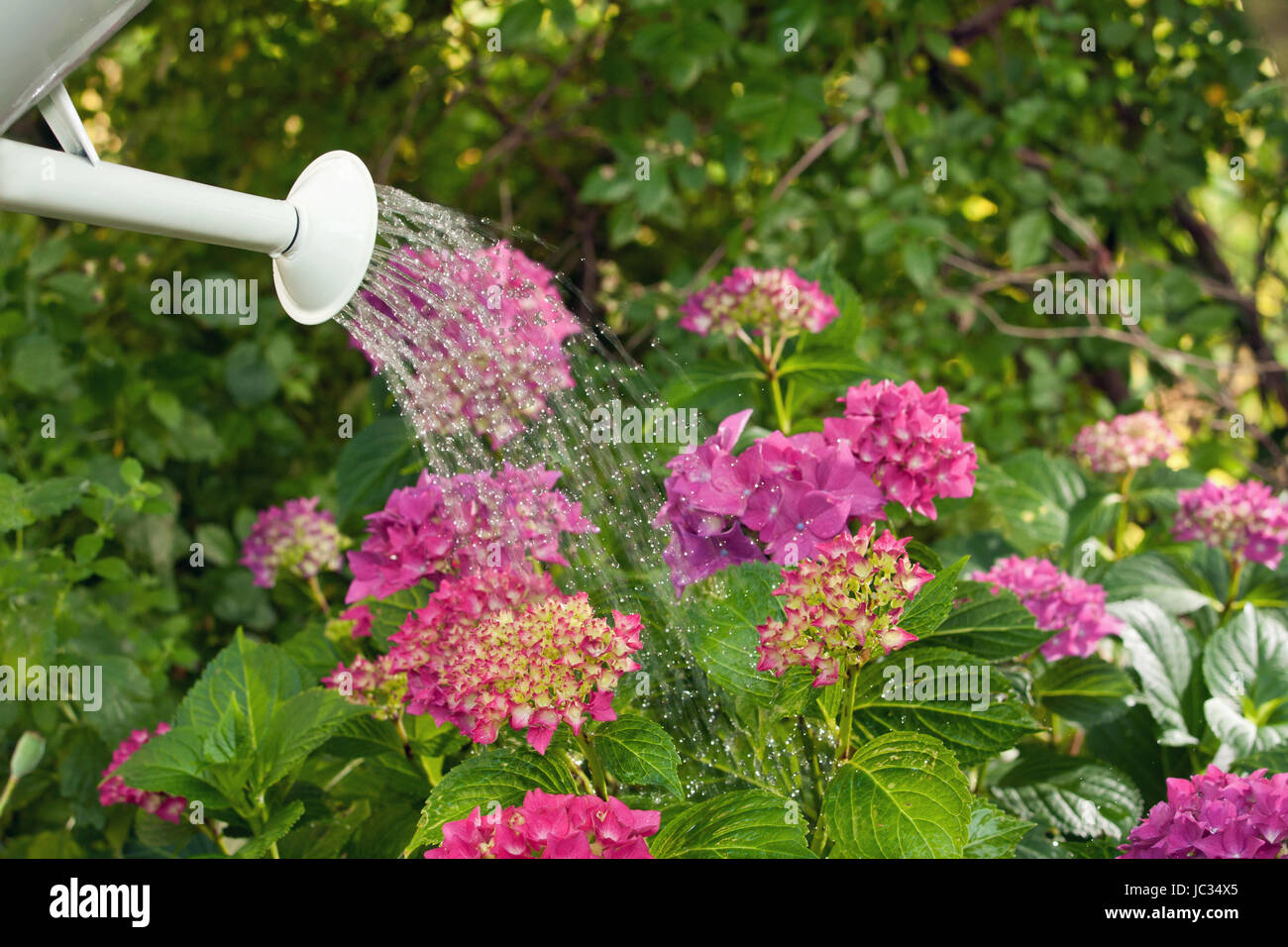 Blumen gießen im Garten Stock Photo