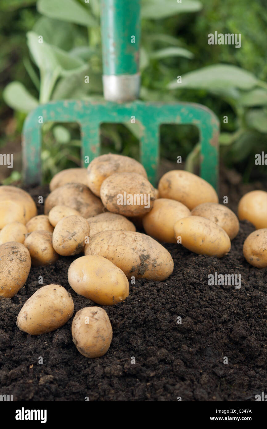 Kartoffelernte im Garten Stock Photo