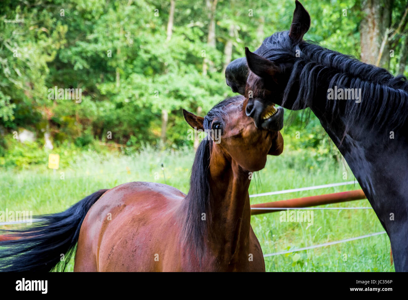 Two bay horses playing with each other Stock Photo Alamy