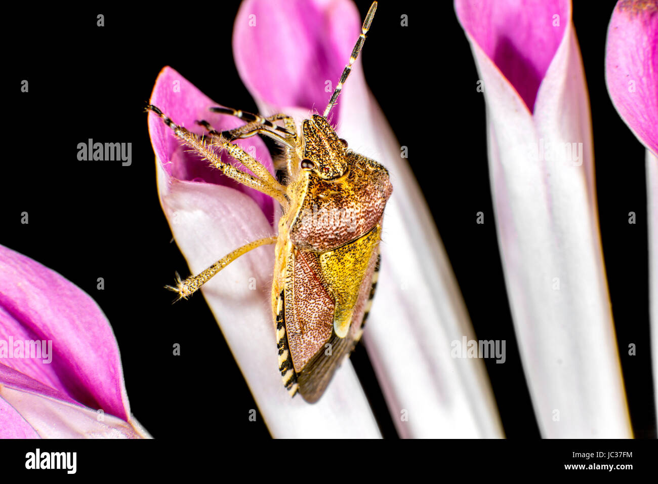 Hairy Shieldbug aka Sloe Bug Stock Photo