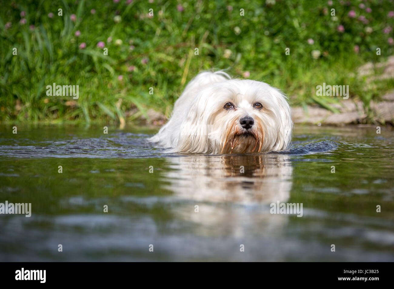 Kleiner Weißer Hund geht durchs Wasser direkt auf den Fotografen zu. Stock Photo