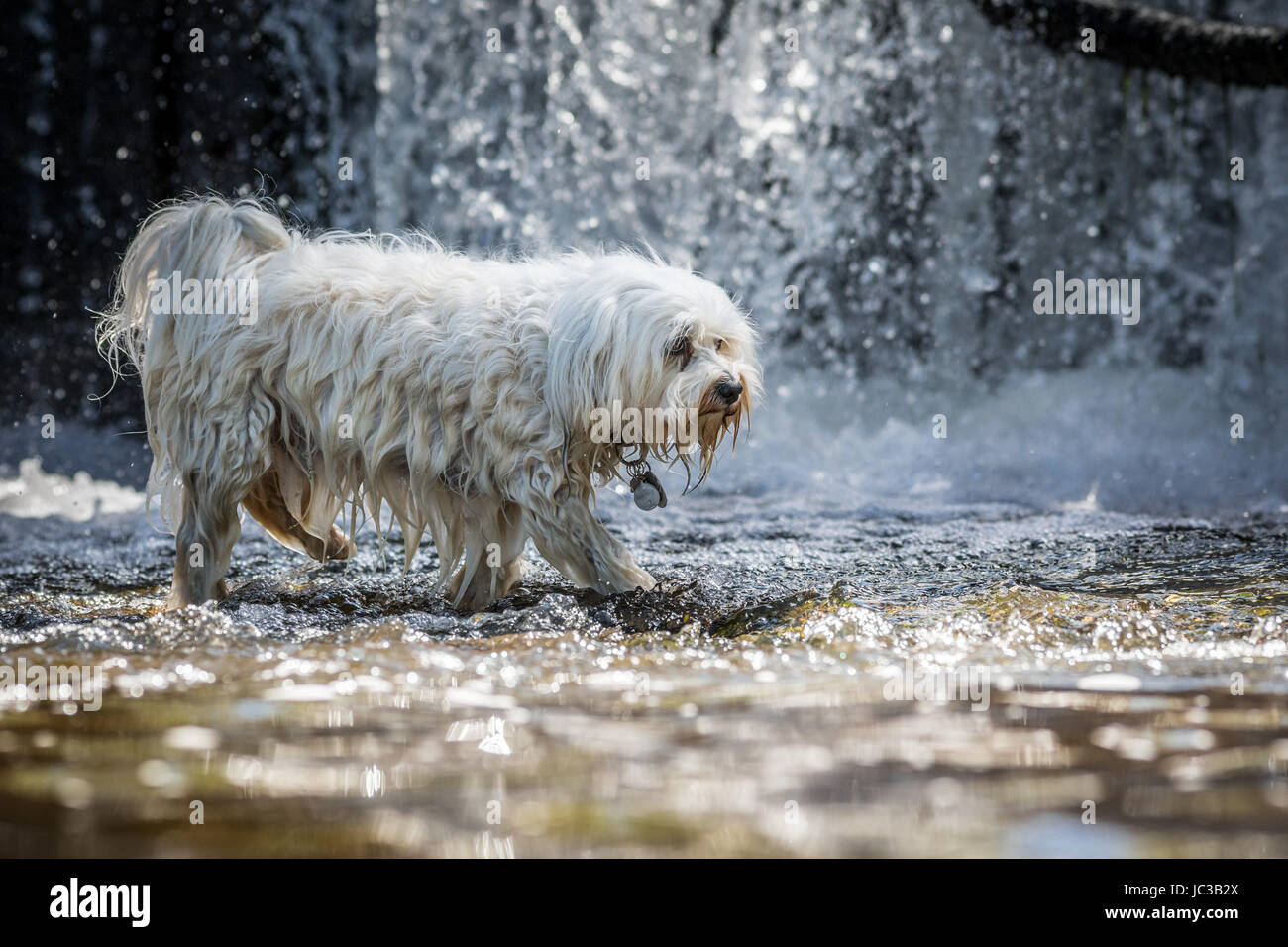 Kleiner weißer Hund geht durch das Wasser im Hintergrund ein kleiner Wasserfall. Stock Photo