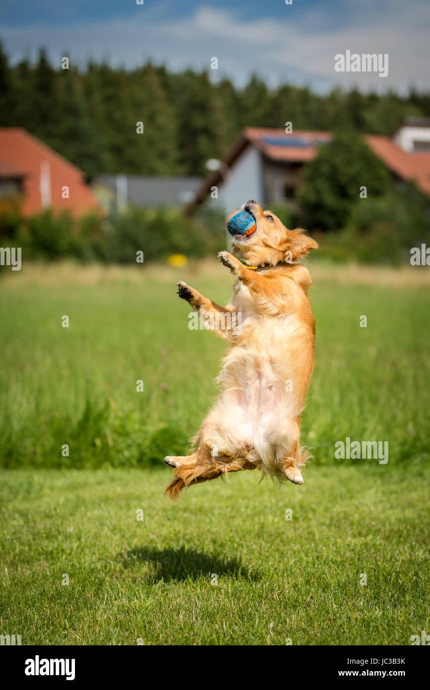 Kleiner brauner Hund mit einem Ball in der Schnauze bei einem Luftsprung. Stock Photo