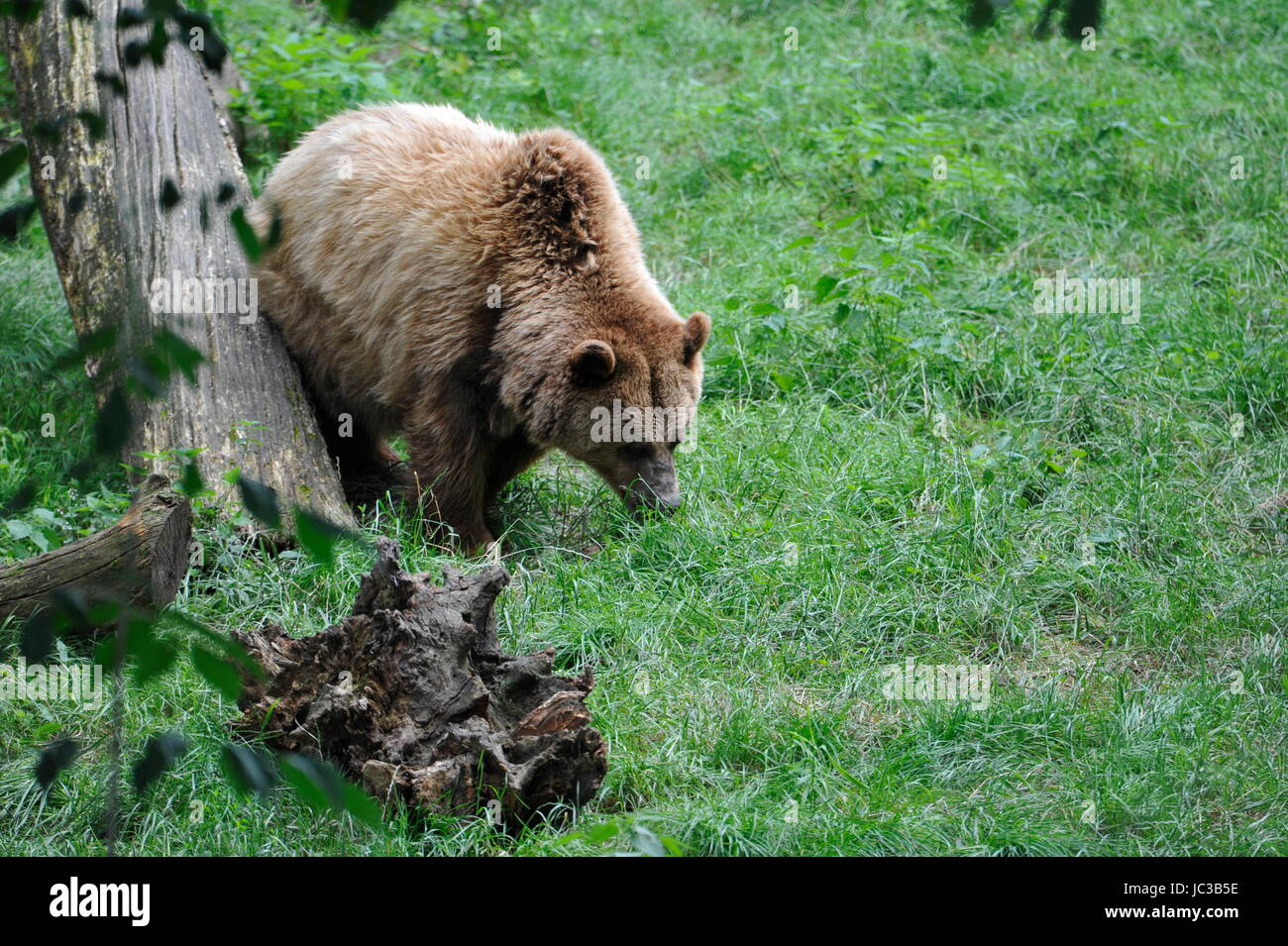 Brown Bear (Ursus arctos) in Forest Stock Photo