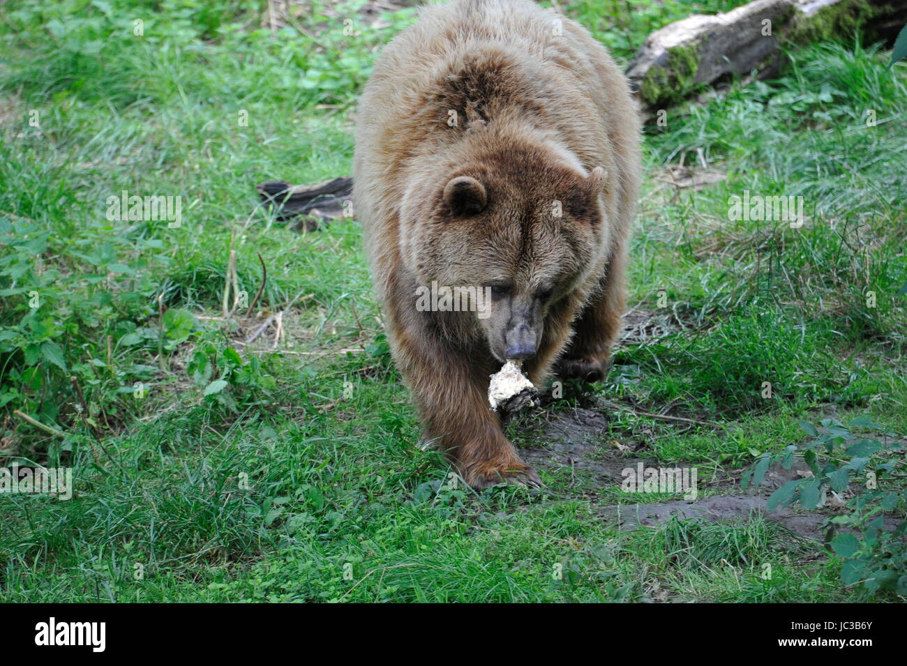 Brown Bear (Ursus arctos) with mushroom Stock Photo