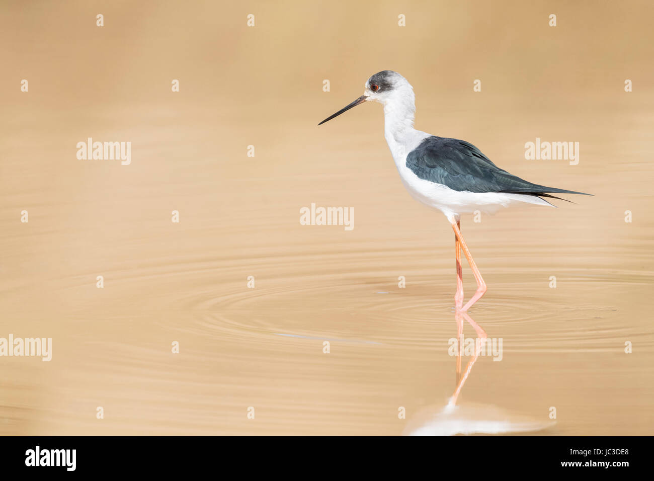 Indian stilt bird hires stock photography and images Alamy