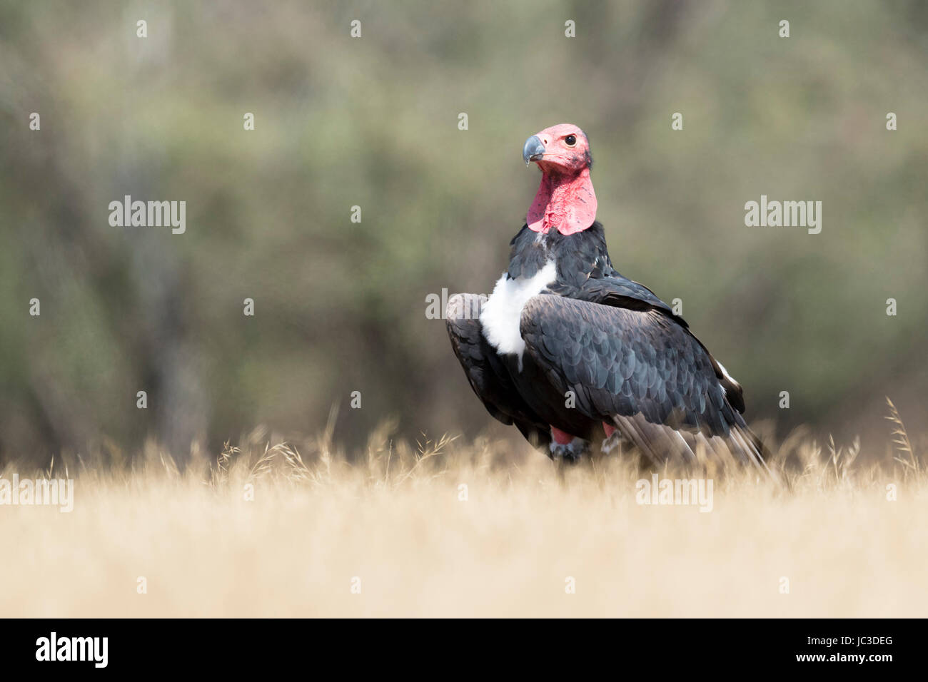 Red-headed vulture (Asian king vulture) (Indian black vulture) (Pondicherry vulture) on the ground, Ranthambhore national park, Rajasthan, India, Stock Photo