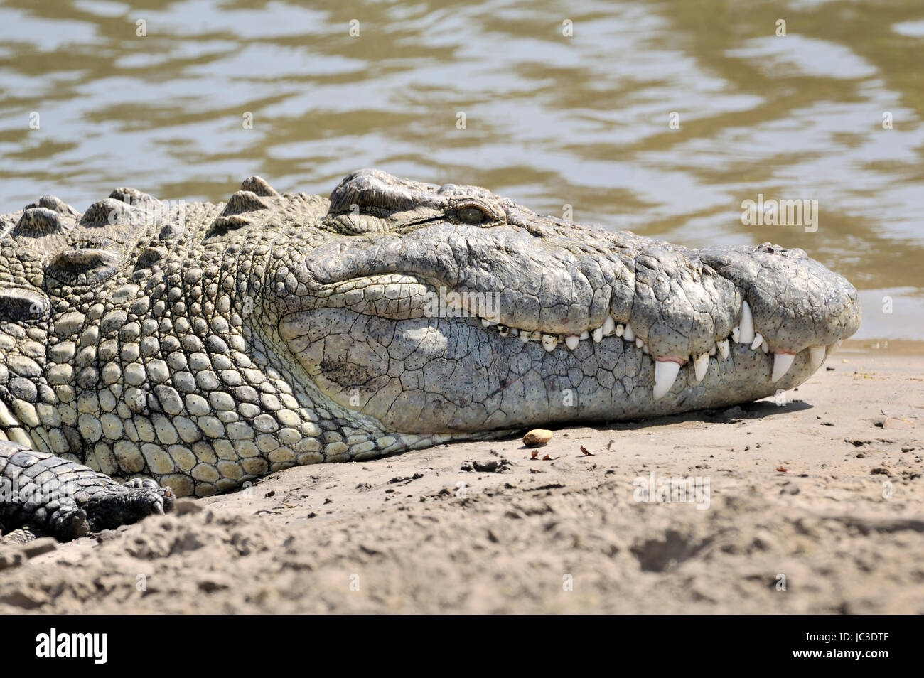 Nile Crocodile (Crocodylus niloticus) portrait, Grumeti river, Serengeti National Park, Tanzania. Stock Photo