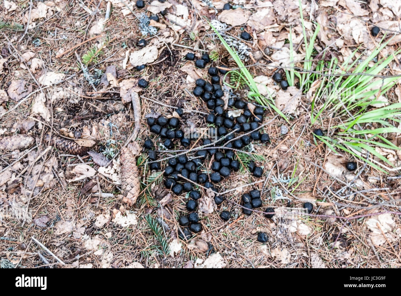 Eurasian brown bear scat in Velka Fatra mountains in Slovakia Stock Photo