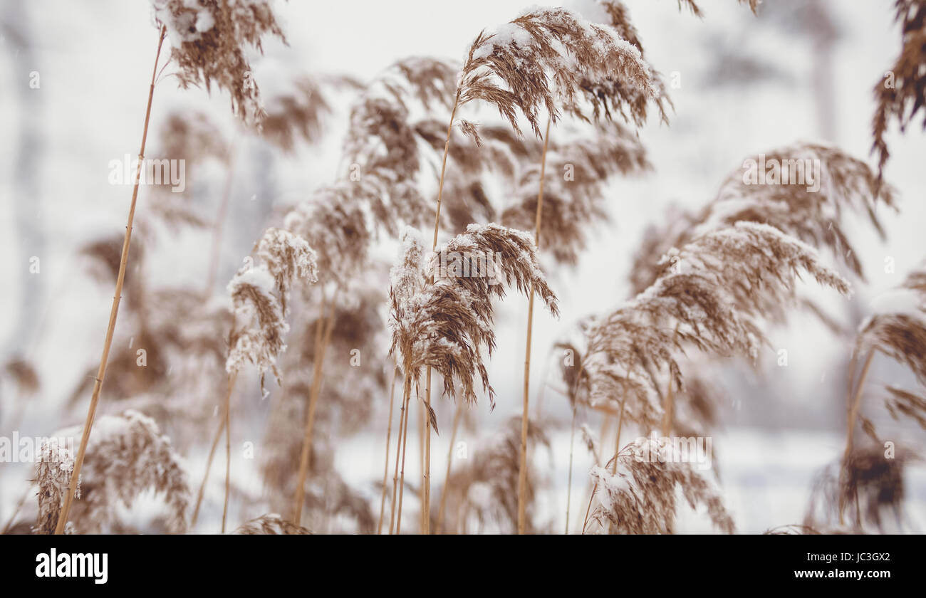 Closeup photo of reed covered in snow Stock Photo - Alamy