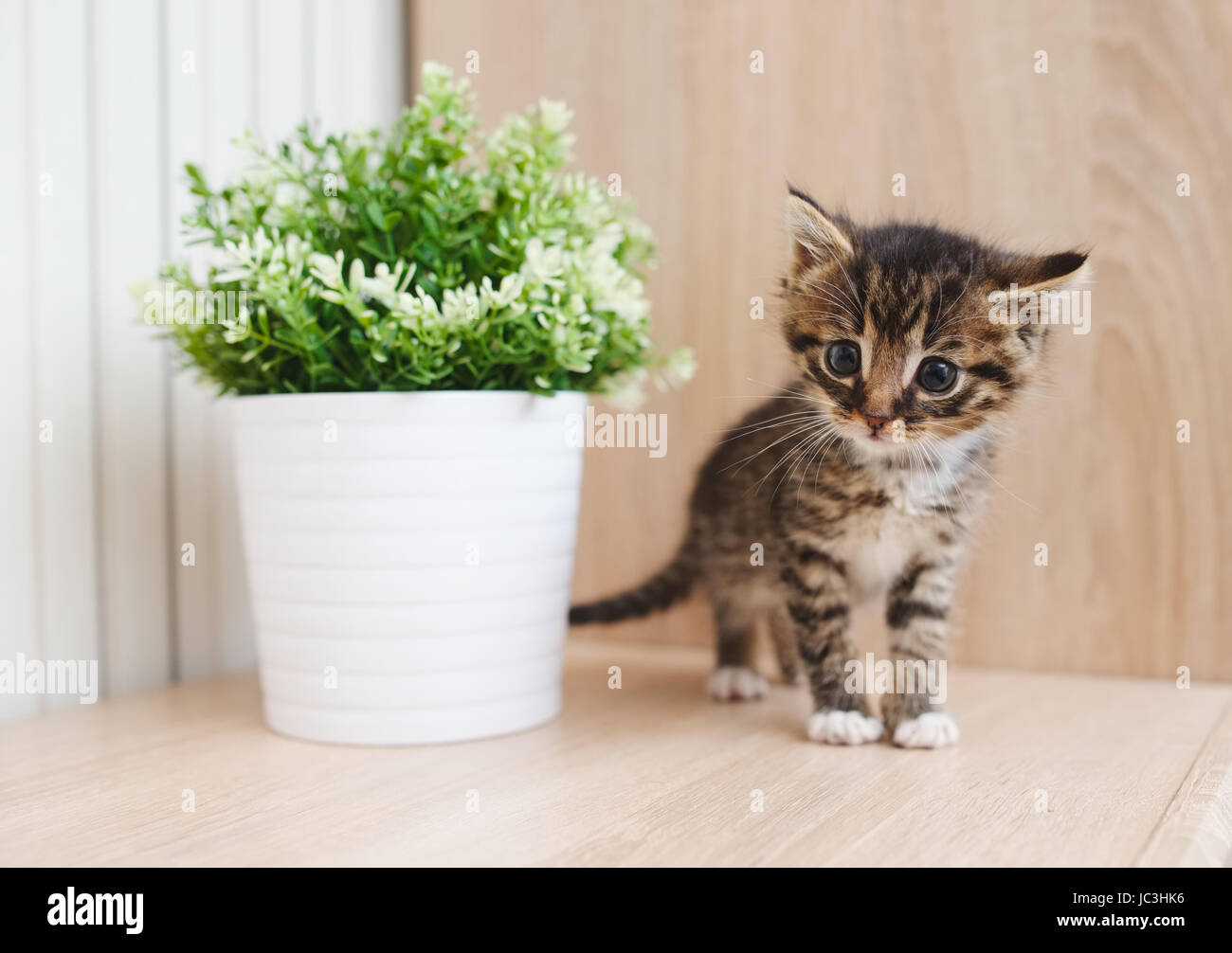 cute kitten with flowerpot Stock Photo
