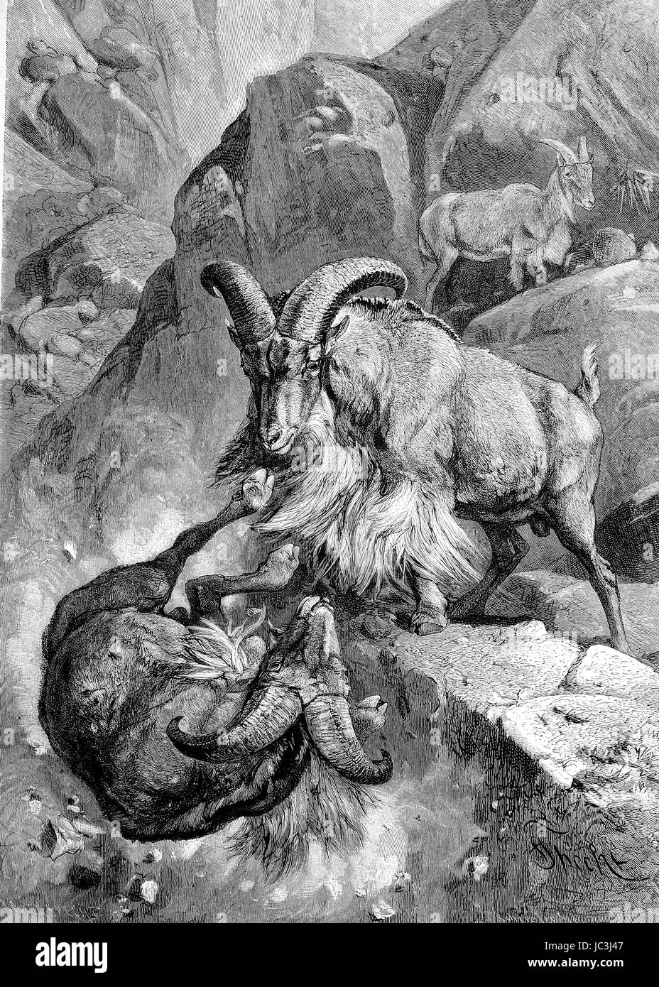 Barbary sheeps fighting, Ammotragus lervia, Maehnenschafe beim Kampf, digital improved reproduction from a publication of the year 1880 Stock Photo