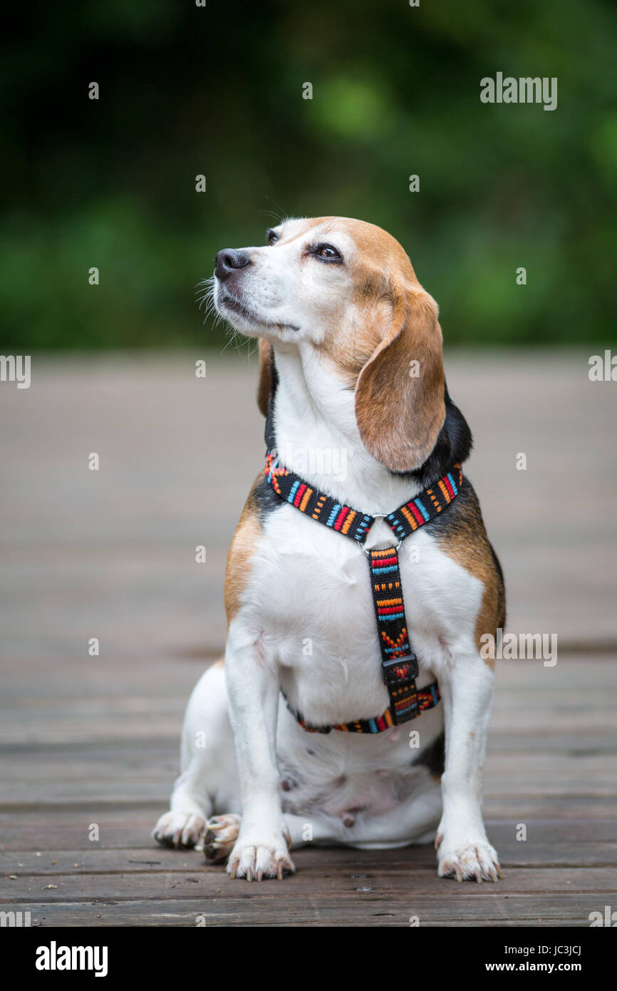 Beagle sitzt auf einer Brücke und schaut leicht nach links Stock Photo