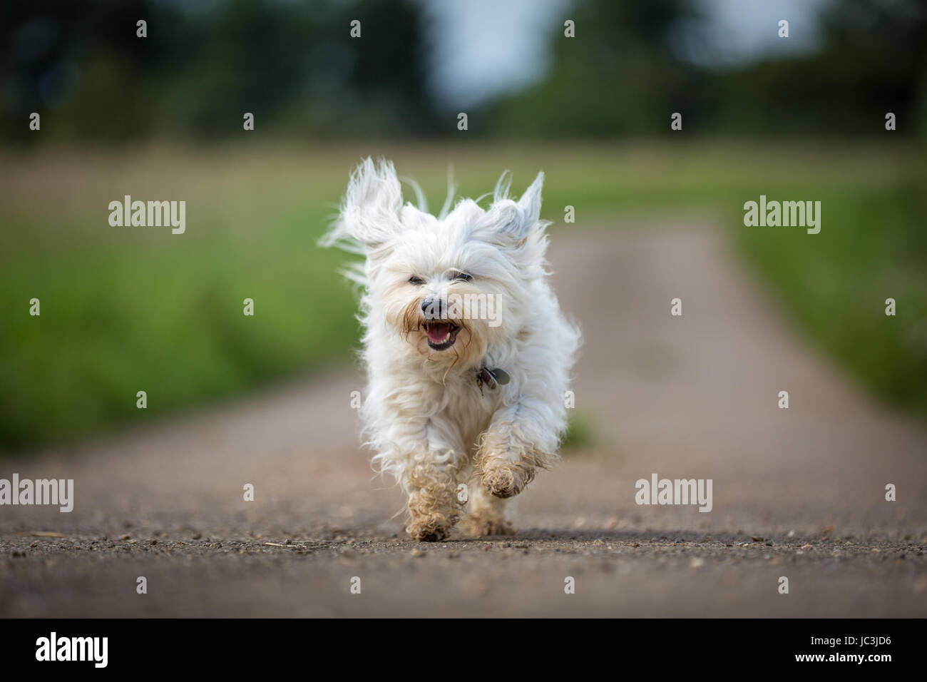 Zu Schnell High Resolution Stock Photography and Images - Alamy