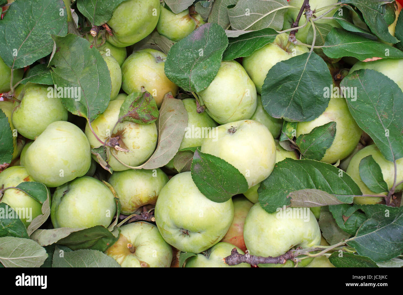Green apples with leaves as background Stock Photo - Alamy