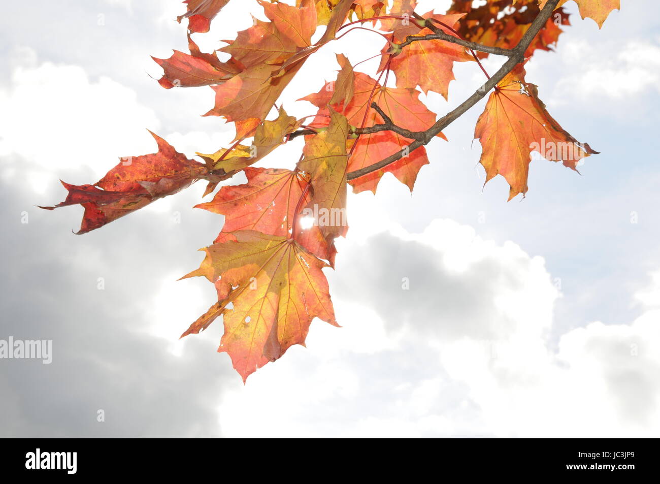 Ahornblätter Sonnenfänger 3-teilig - Bunte Herbstdekoration Für Fenster Und Garten