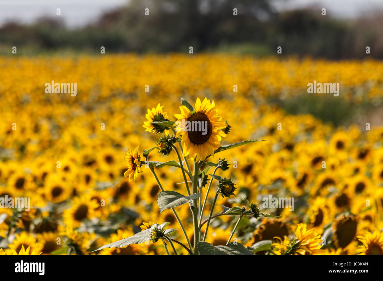A field full of sunflower with selective focus on the most taller one Stock Photo