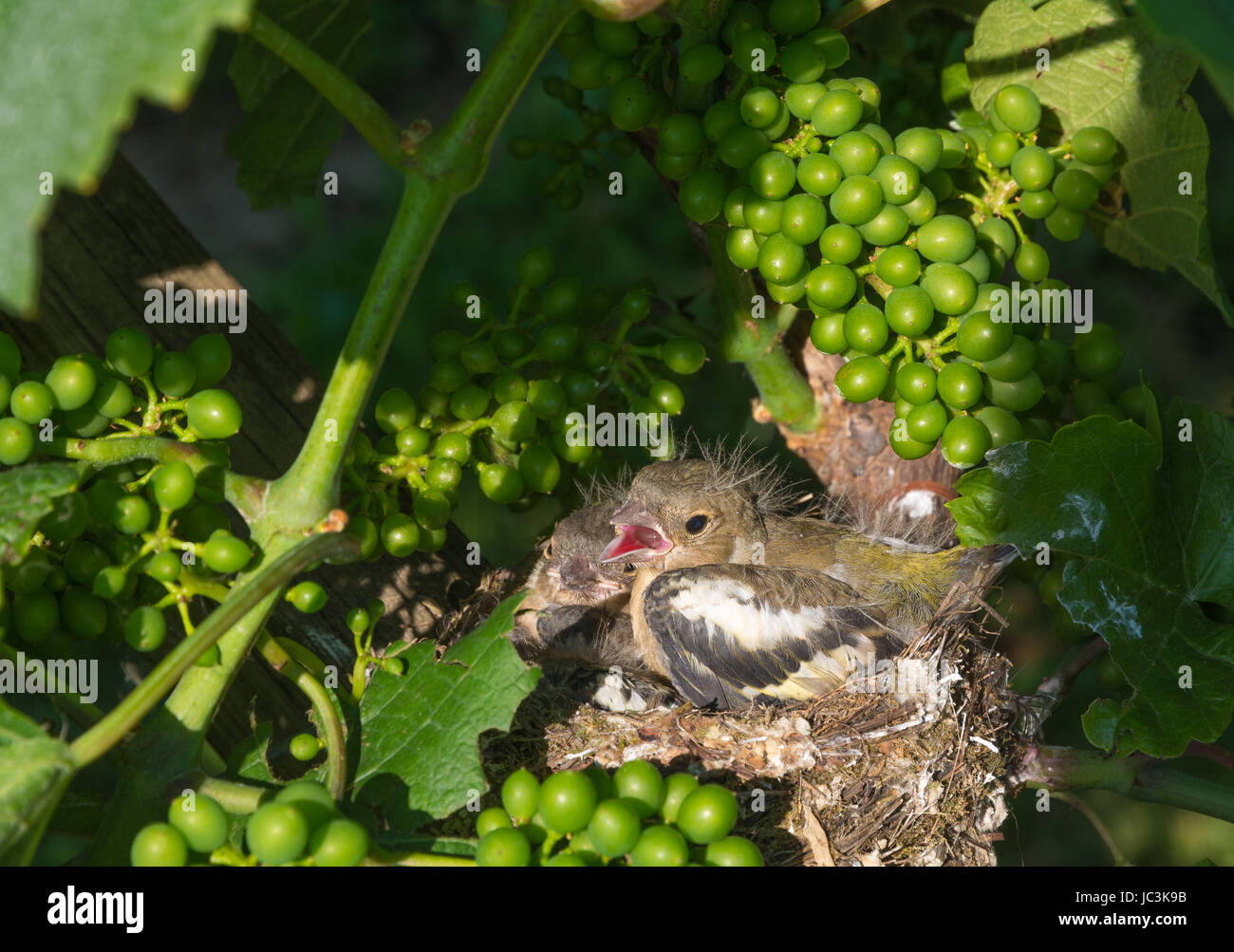 Eurasian tree sparrow (Passer montanus). newborn baby birds in nest on a vineyard Stock Photo