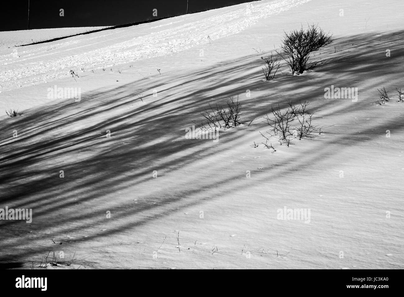 A hill covered by snow with some plants and long shadows projected by some trees that are outside of the frame Stock Photo