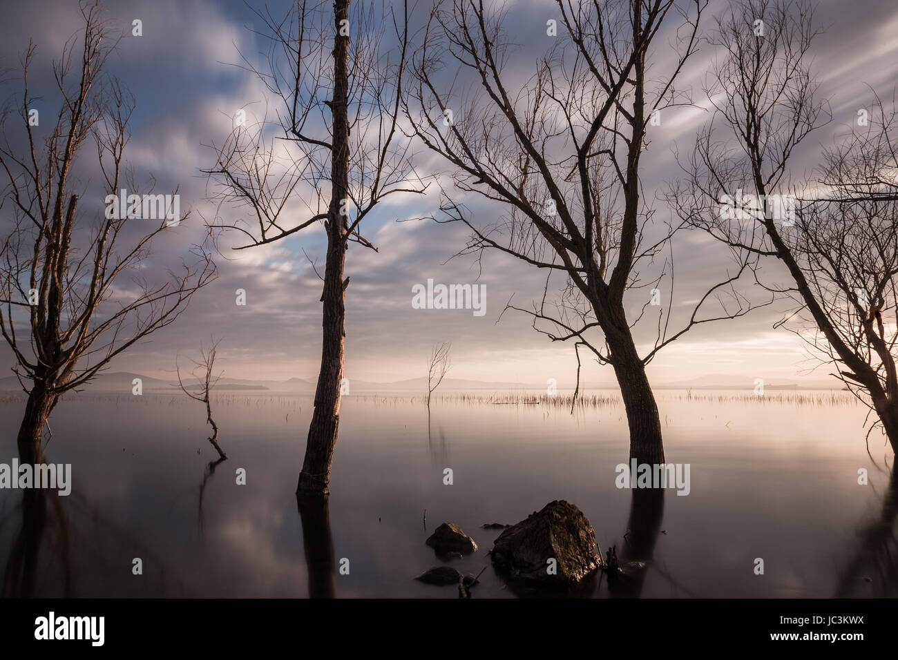 Beautiful scenery long trees hi-res stock photography and images - Alamy