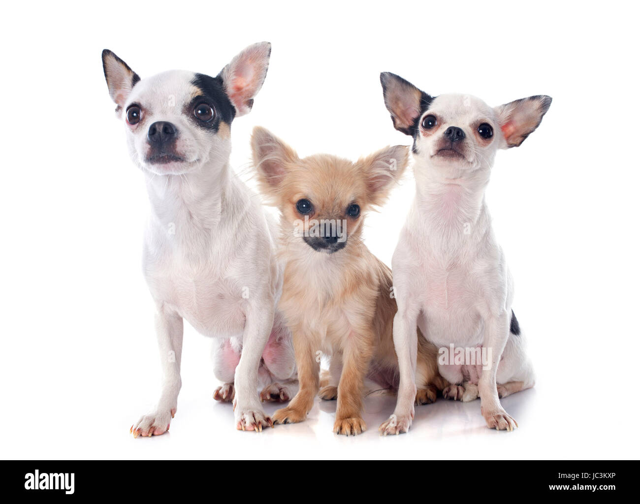 3 chihuahuas sale