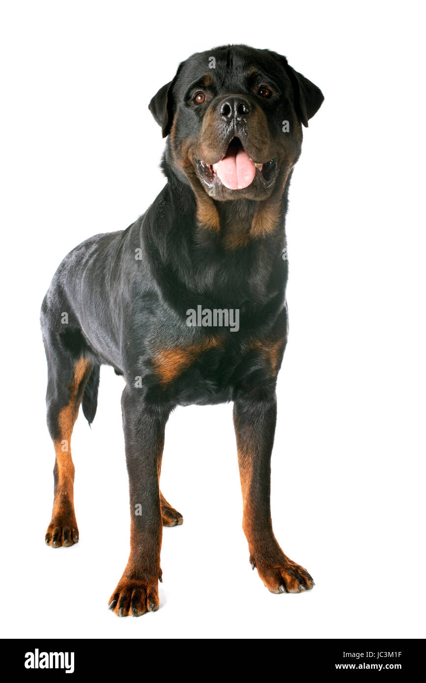 Purebred Rottweiler portrait of a purebred rottweiler in front of white background Stock ...