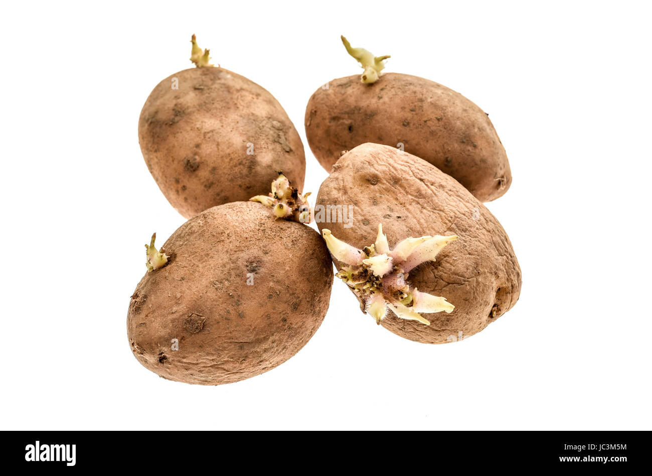 Potato sprout Cut Out Stock Images & Pictures Alamy