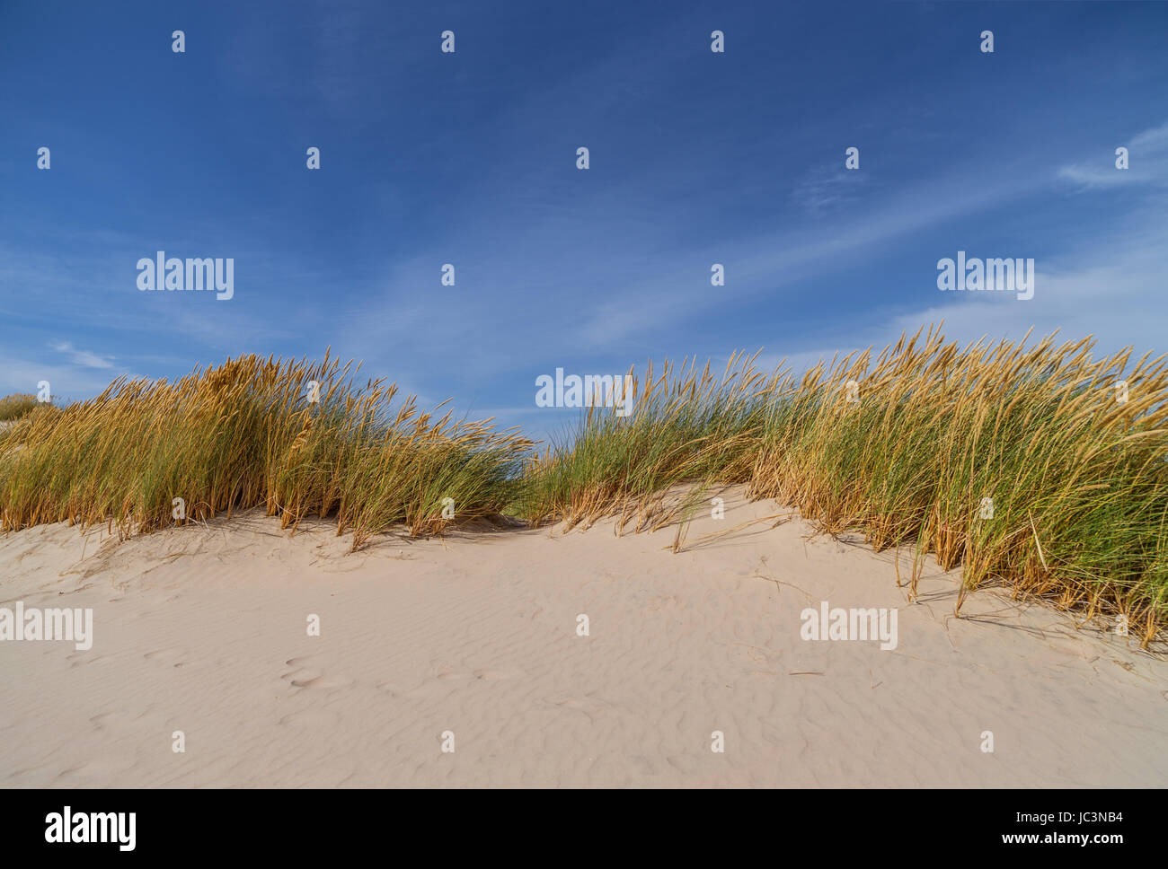 Dunes In Denmark Stock Photo Alamy