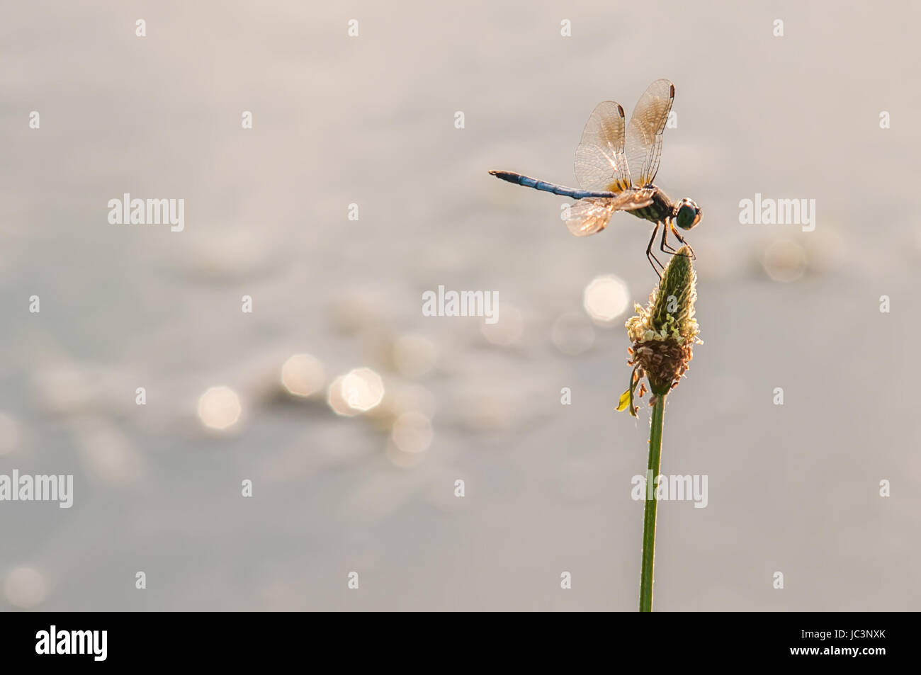 Dragonfly on grass with lake water background Stock Photo - Alamy