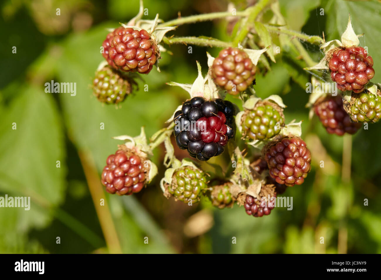 Mellow and green berries at a blackberry bush taken as a macro shot