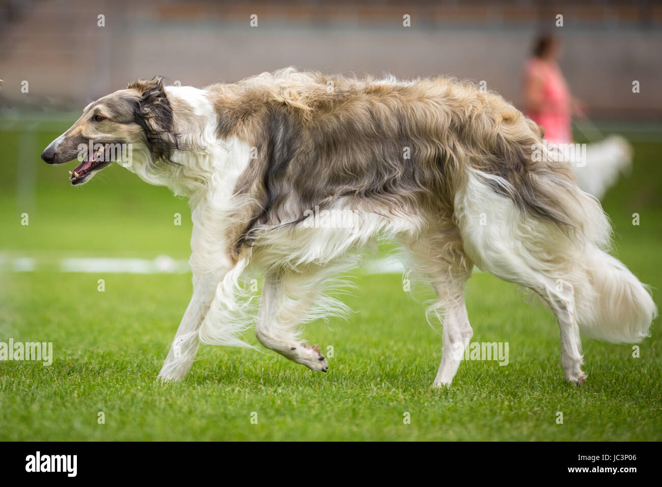 Ein großer Windhund geht über eine Wiese es handelt sich um einen Barsoi  eine Russische Hunderasse Stock Photo - Alamy